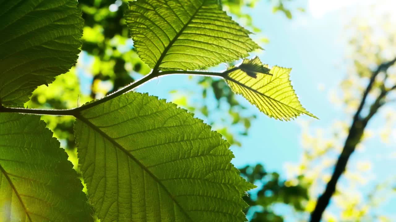 在阳光明媚的日子里，树枝上的绿叶从下面被拍摄下来。美丽的自然视频剪辑视频素材