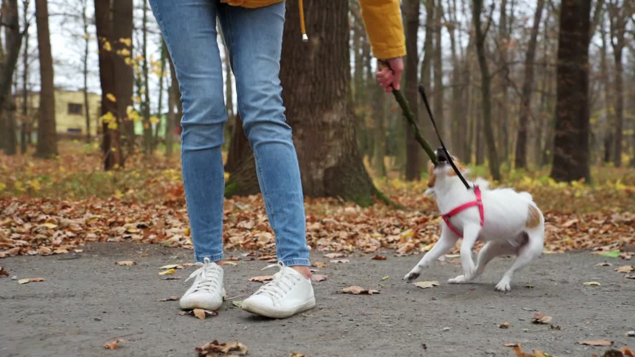 秋天公园里遛狗的女人视频素材