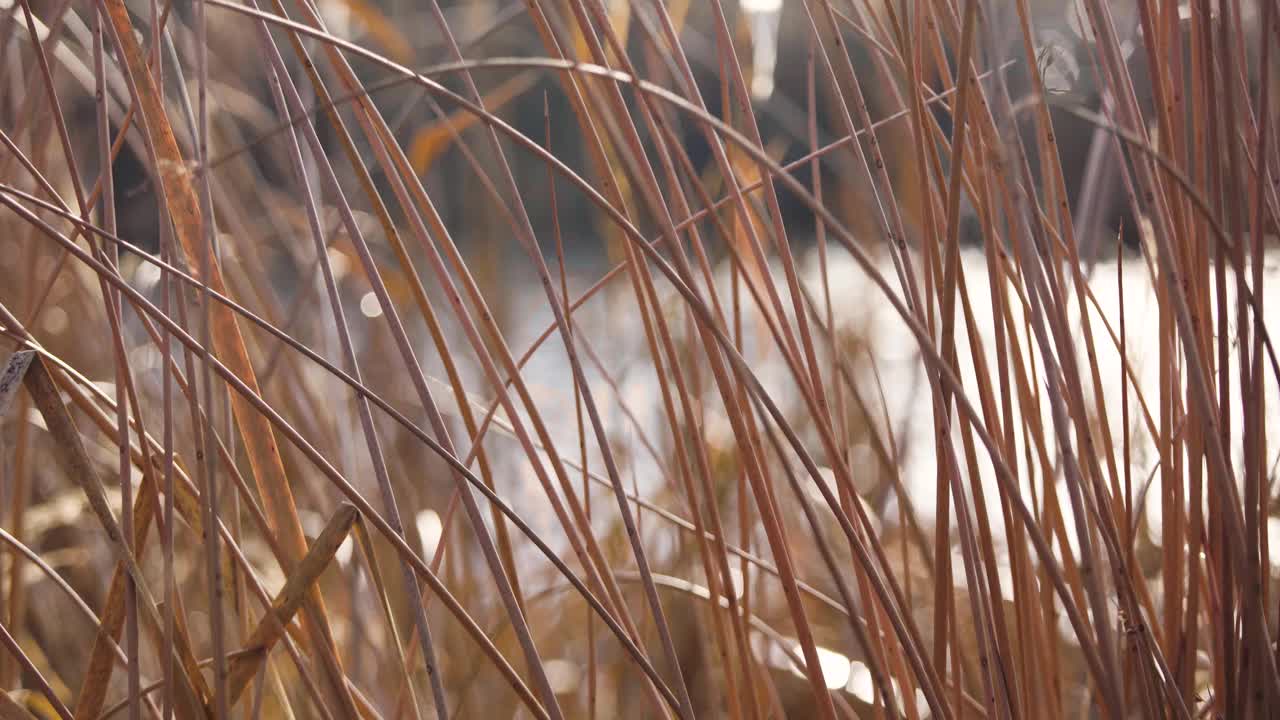 美丽的秋春时节，灌木高大的枝条在户外随风摇曳。生长在河岸、池塘或湖畔的金茎植物视频素材