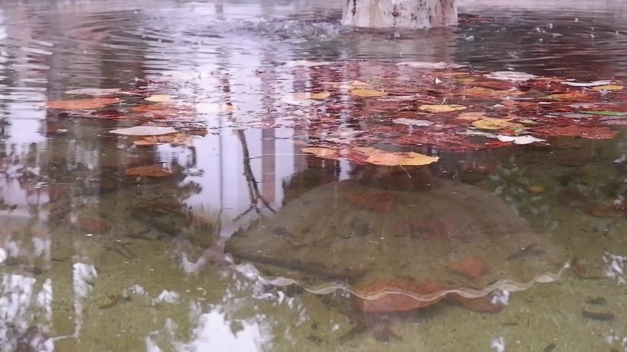 秋天池塘里的水面视频下载