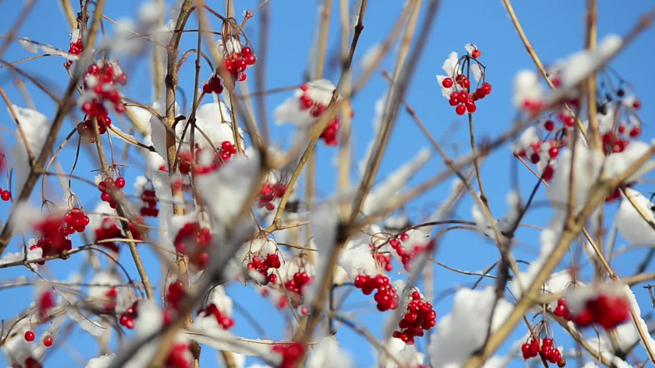 雪覆盖着罗文浆果。在冬天拍摄。视频素材