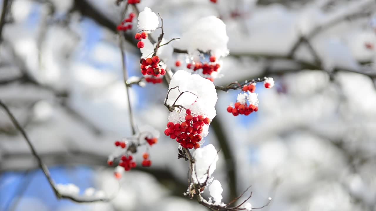 雪覆盖着罗文浆果。在冬天拍摄。视频素材