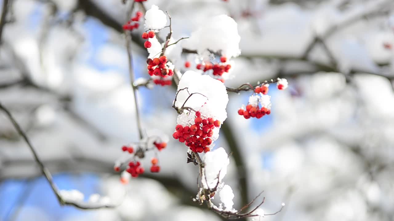 雪覆盖着罗文浆果。在冬天拍摄。视频素材