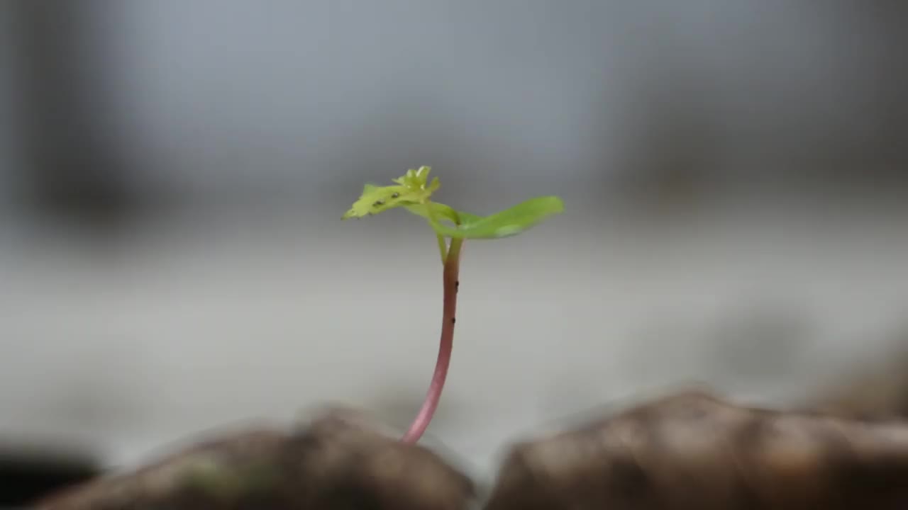 地上的野生植物的嫩芽。春季土壤农业中的发芽种子生长视频素材