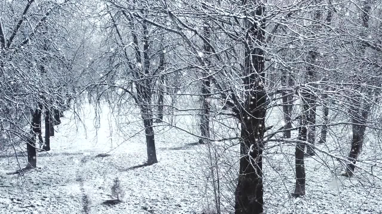 冬季森林作为圣诞假期的背景，雪花飘落，树木被白雪覆盖视频素材