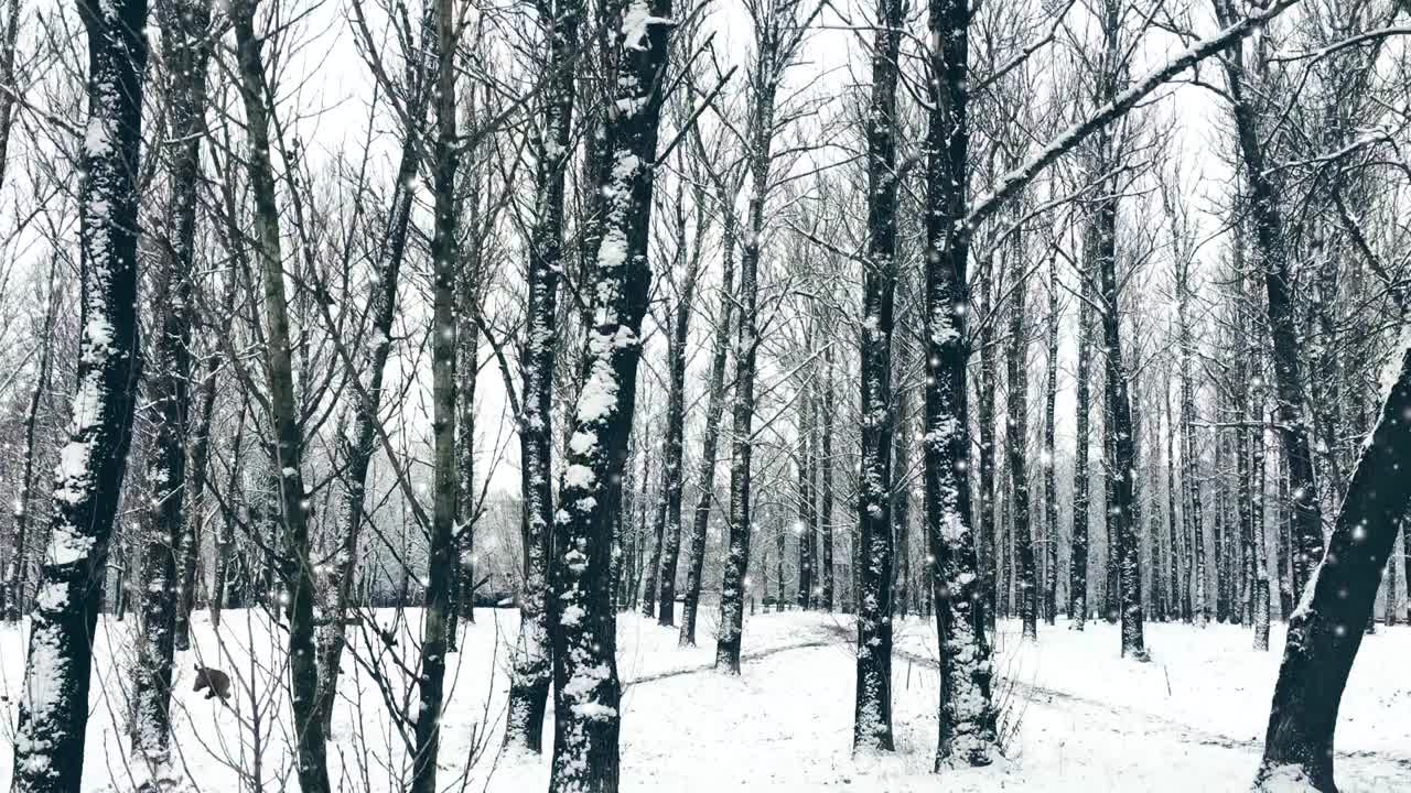 冬季森林作为圣诞假期的背景，雪花飘落，树木被白雪覆盖视频素材