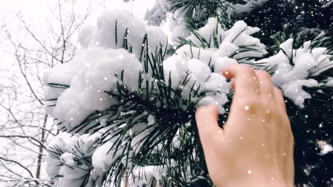 圣诞的节日背景，雪花纷飞，树木被雪覆盖，冬天和圣诞节的时间视频素材