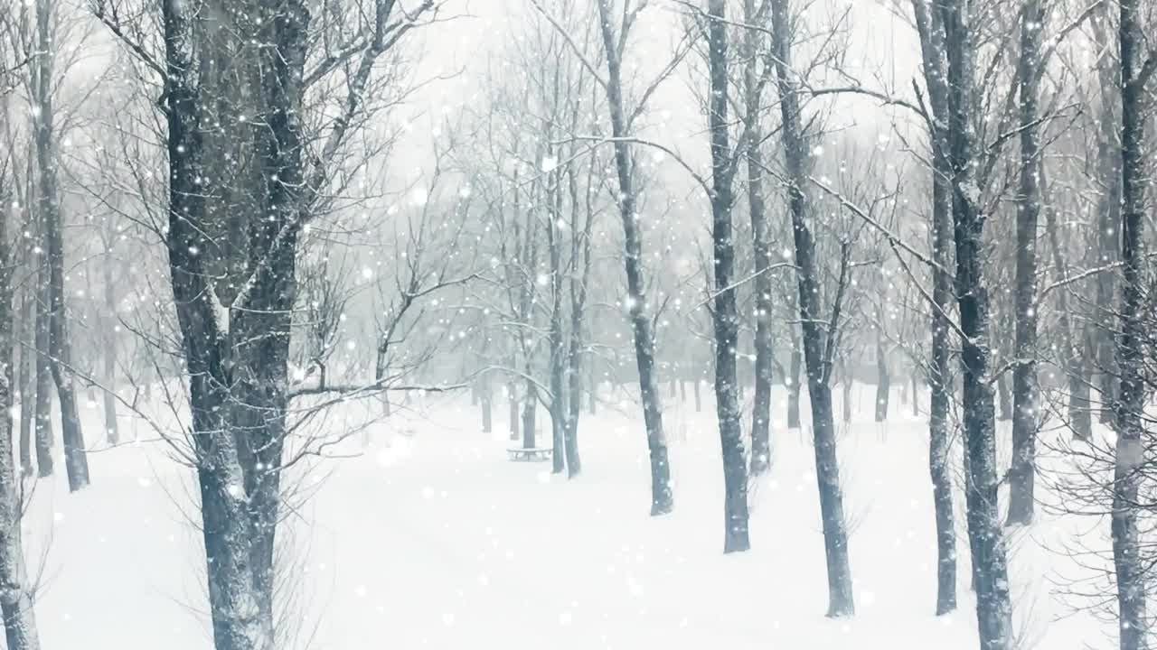 冬季森林作为圣诞假期的背景，雪花飘落，树木被白雪覆盖视频素材