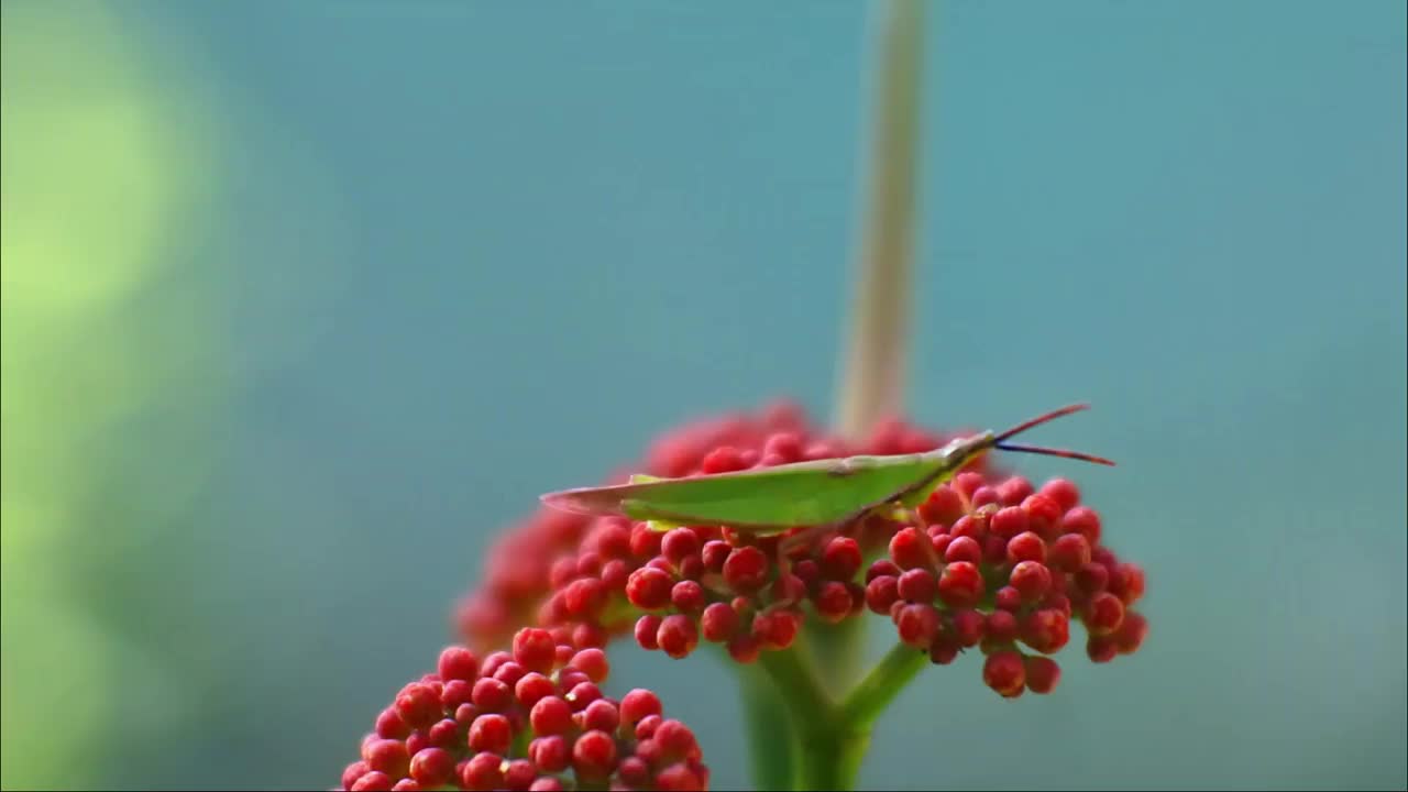 蚱蜢在一朵红花上的宏观图像。自然背景和蝗虫特写视频素材