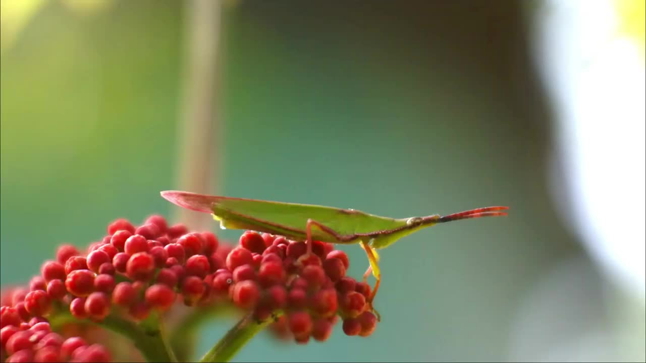 蚱蜢在一朵红花上的宏观图像。自然背景和蝗虫特写视频素材