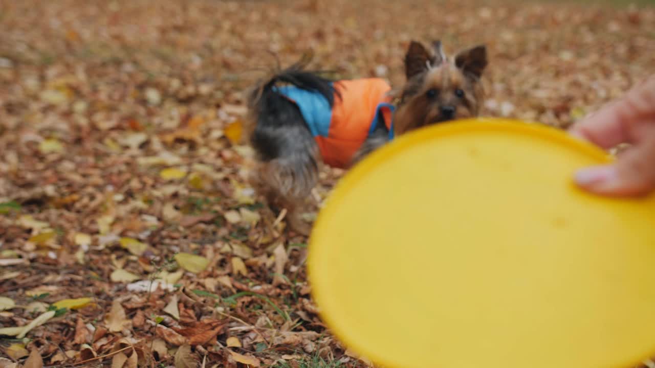 一只穿着五彩连体服的约克郡犬紧紧地抓着一只黄色的飞盘，不让它和女主人玩耍。和一只狗在秋天的公园里玩耍。视频素材