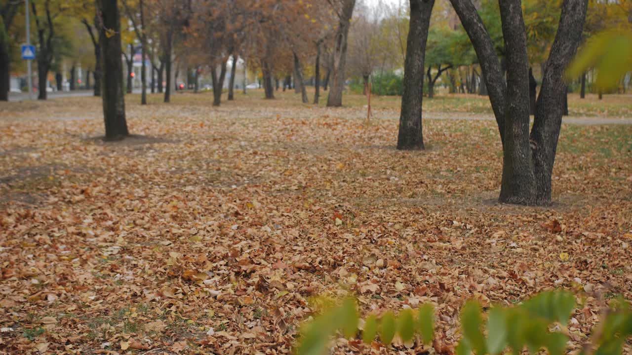 一个女人扔出一个飞盘，她的狗把它叼回来。视频下载