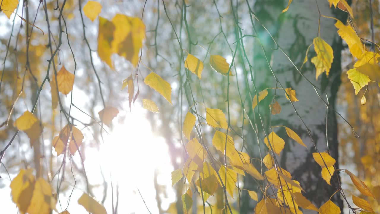 秋天的成分。温暖的阳光穿过泛黄的秋季桦树树叶。视频素材