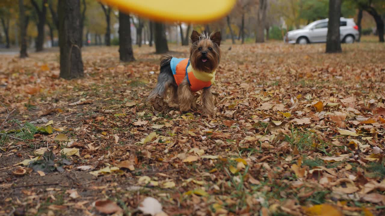 一个女人在秋天的公园里用飞碟逗弄一只约克夏梗犬。视频下载