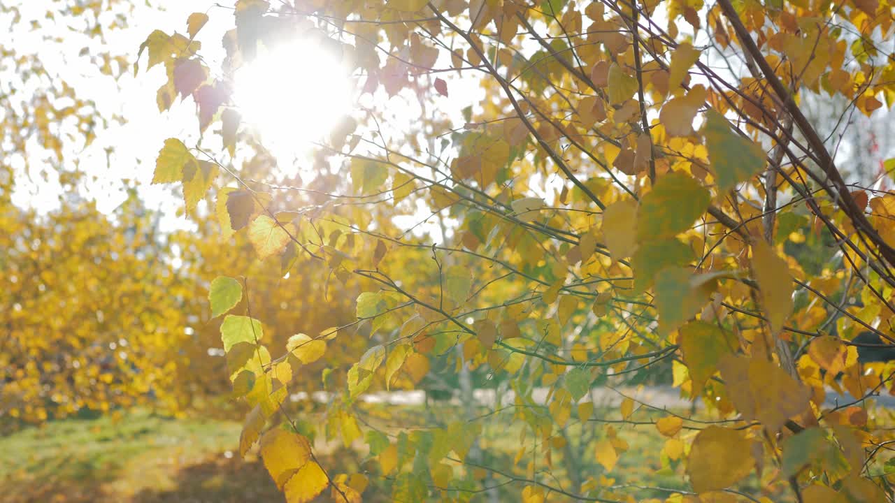 秋天的夕阳的光线透过城市公园的黄桦树叶。视频下载