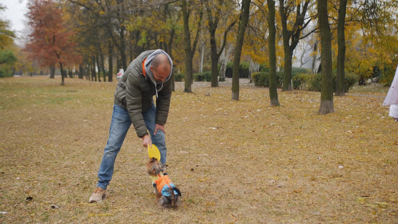 英俊的男人和快乐的约克夏梗犬在秋天的公园里玩飞盘。视频下载