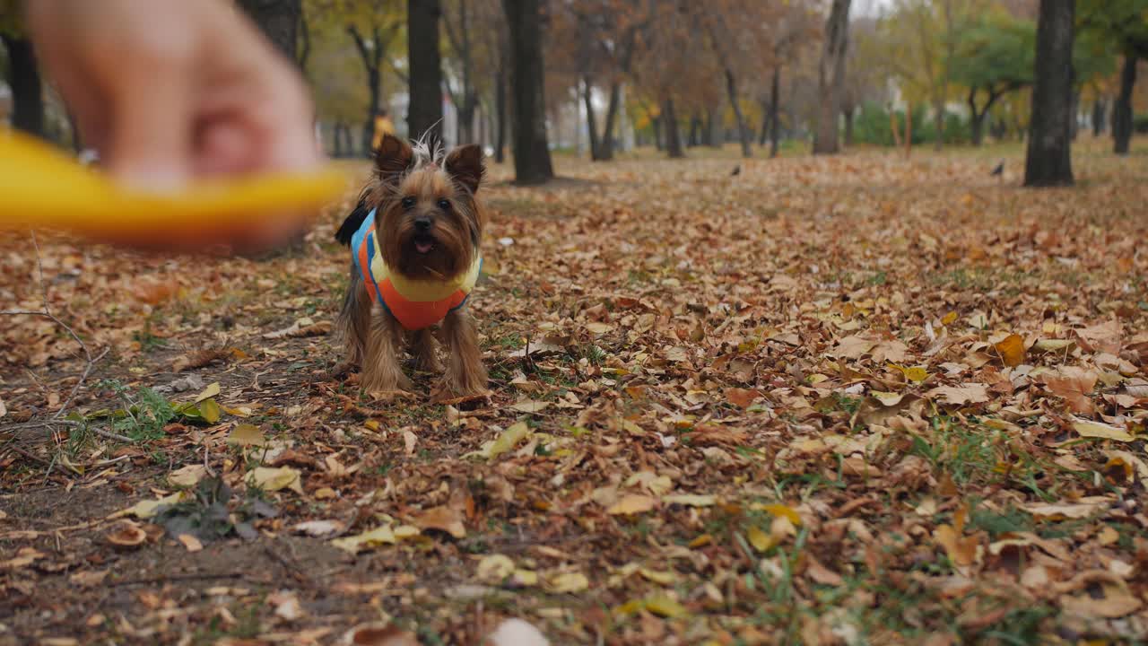 秋天的公园里，一位女士和她的约克郡犬在玩飞盘。视频素材