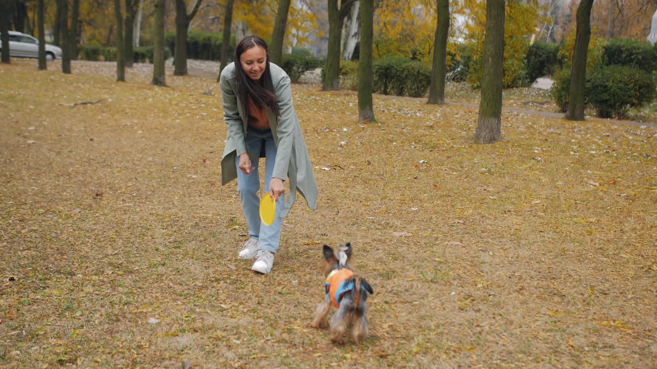 一个女人在秋天的公园里和一只穿着五彩连体服的约克郡小狗玩飞盘游戏。视频下载