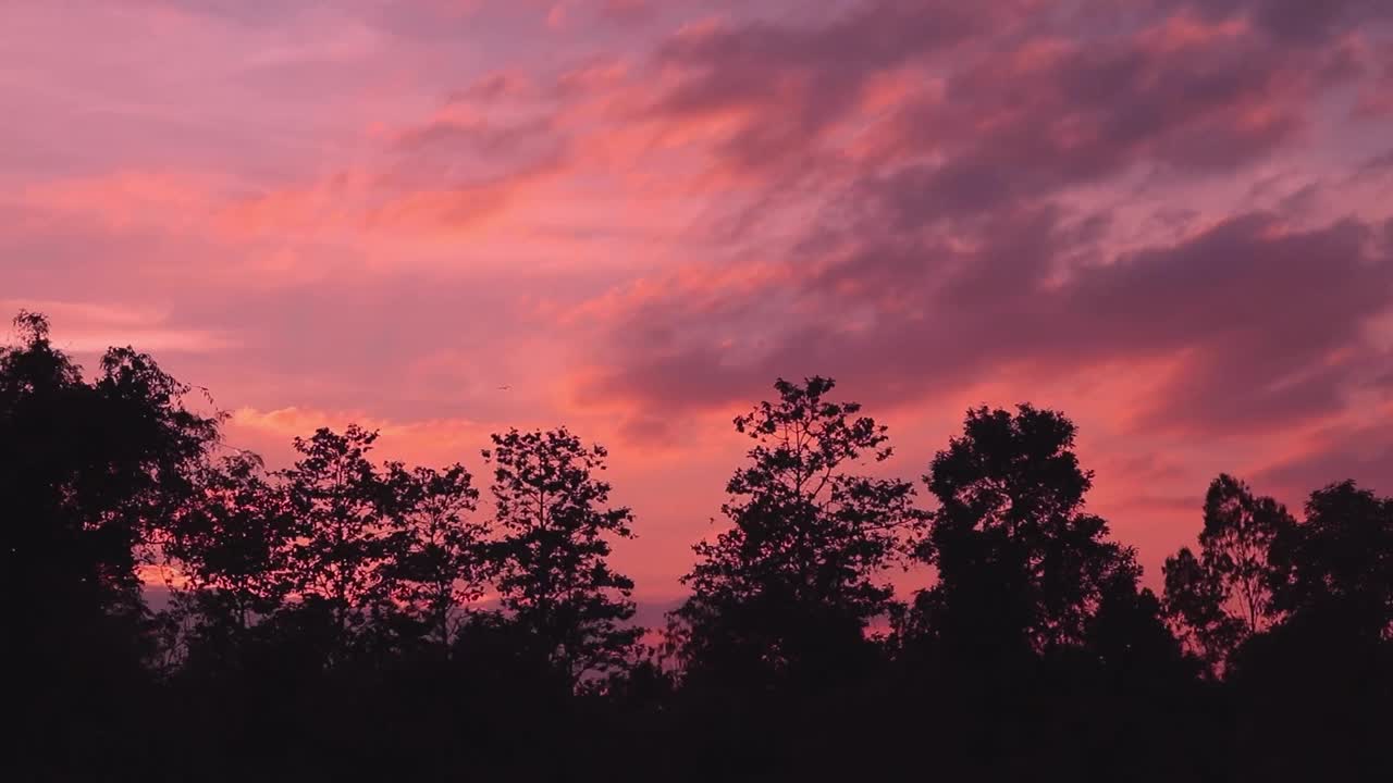 黑暗的轮廓森林在橙色的天空云的背景视频素材