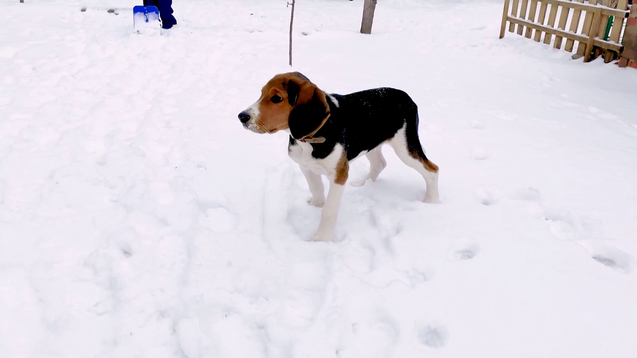 一只小猎犬小狗在冬天的雪地里散步，玩耍，啃树枝。动物搞笑视频视频素材