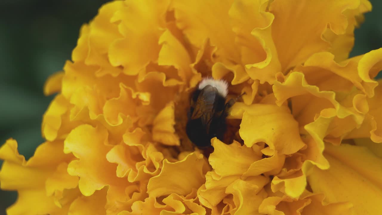 这只带条纹的大黄蜂从黄色的万寿菊花蕾中采集花蜜视频素材