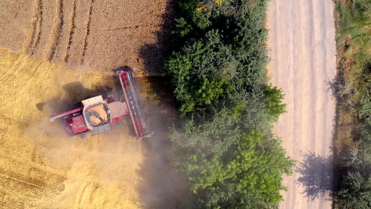 现代联合收割机切割成熟的小麦小穗。农用机器在田地边缘收集干燥的作物。鸟瞰图。视频素材