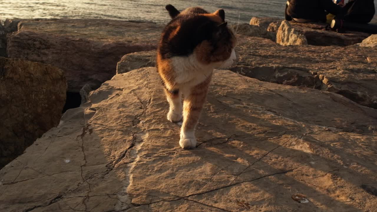 五彩流浪猫在岩石上慢动作地走着视频素材