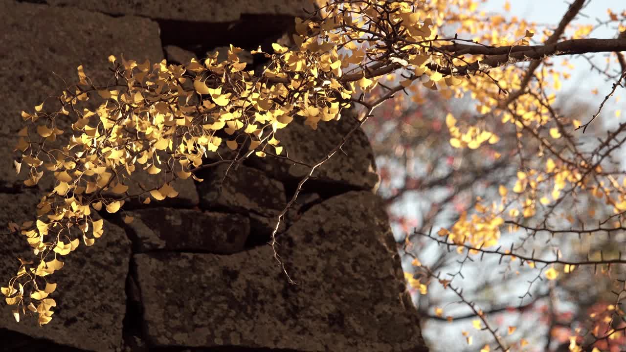 金色的银杏叶在秋天的风中摇曳。
秋天是日本传统的美丽风景。黄色的叶子闪闪发光。视频素材