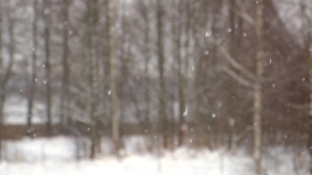 森林里下大雪。美丽的冬季风景的雪和模糊的树木的背景。轻轻的飘落的雪花。树枝下的雪。糟糕的下雪天气，寒冷的天气。视频素材