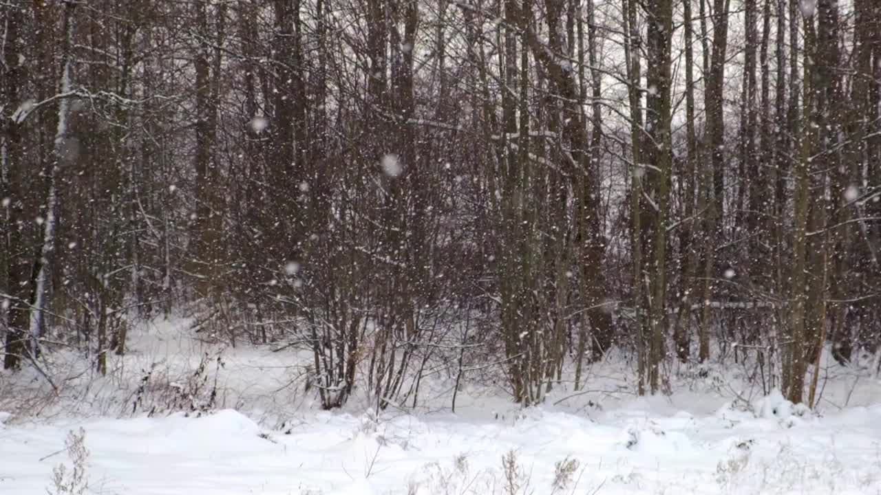 森林里下大雪。美丽的冬季景观，雪和模糊的树木背景。轻轻飘落的雪花。树枝下的雪。坏雪天气寒冷的一天。视频素材