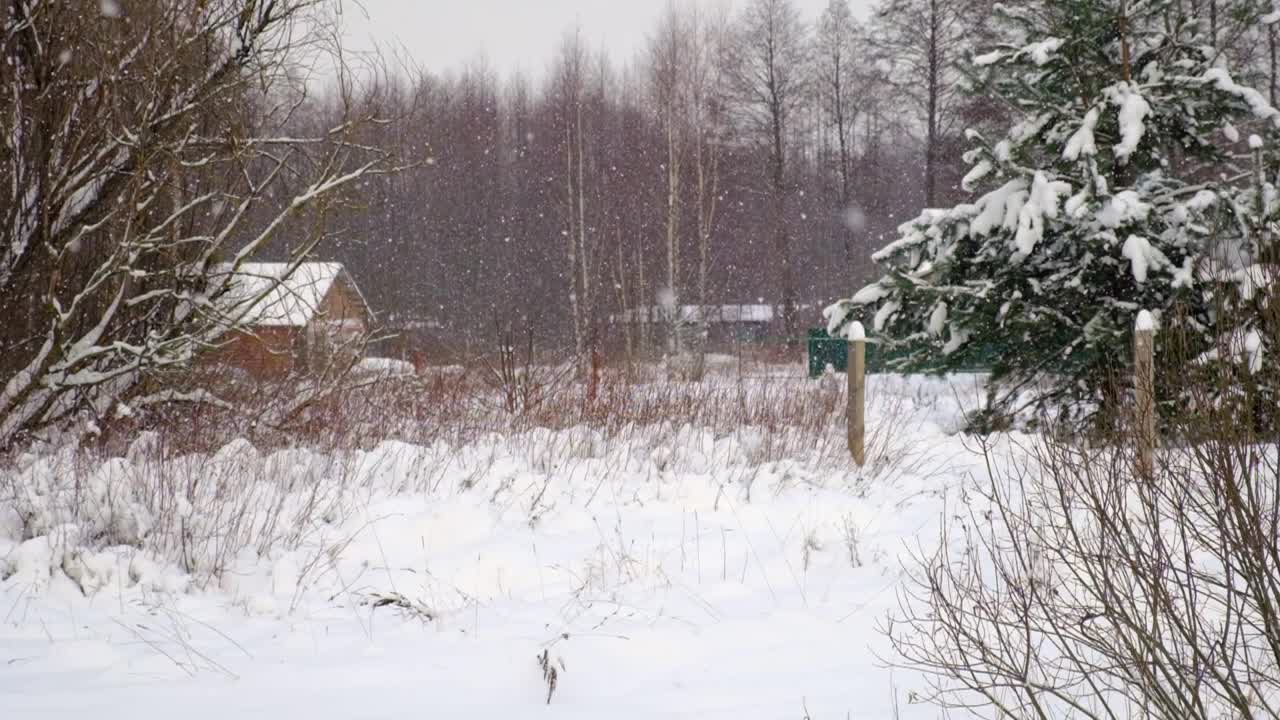 森林里下大雪。美丽的冬季风景的雪和模糊的树木的背景。轻轻的飘落的雪花。树枝下的雪。糟糕的下雪天气，寒冷的天气。视频素材