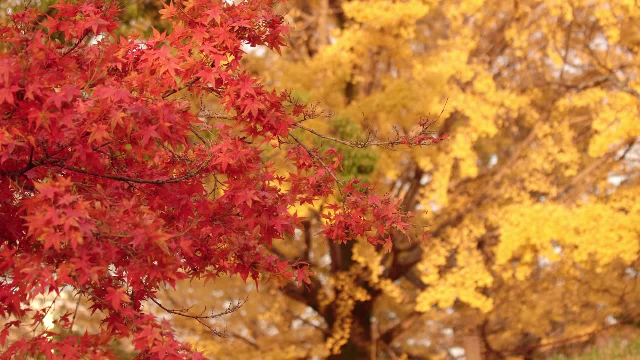 黄色的银杏叶和红色的枫叶在秋日晴朗的天空中随风摇曳。日本美丽的秋天景色。视频素材