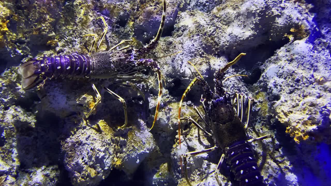 水下多刺龙虾视频素材