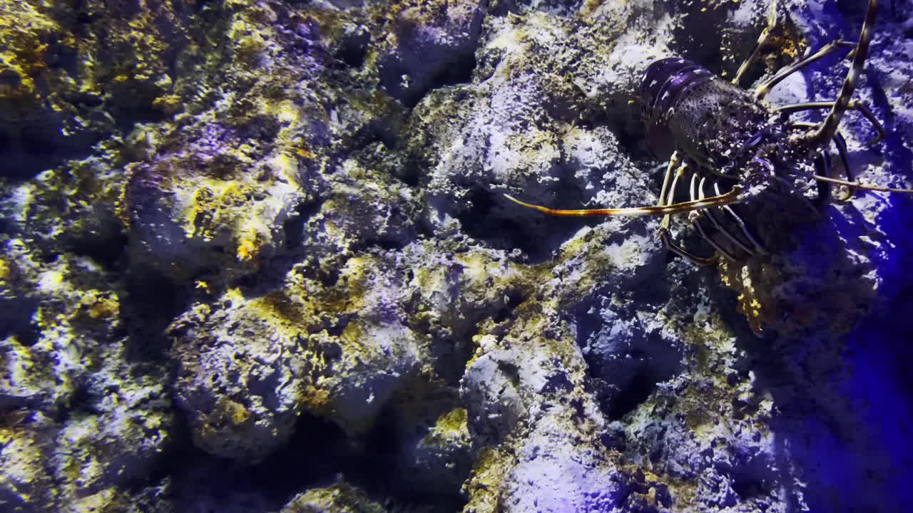 水下多刺龙虾视频素材