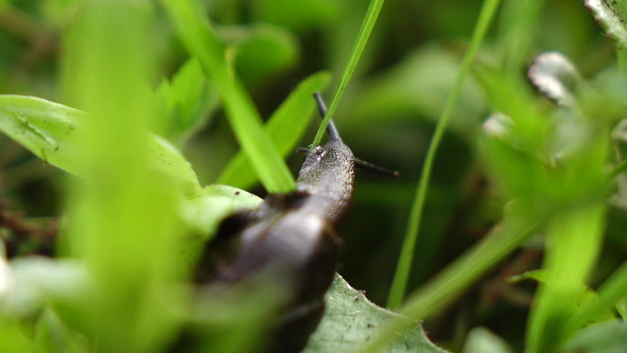 一个蜗牛在一片绿叶上滑行的特写镜头视频素材