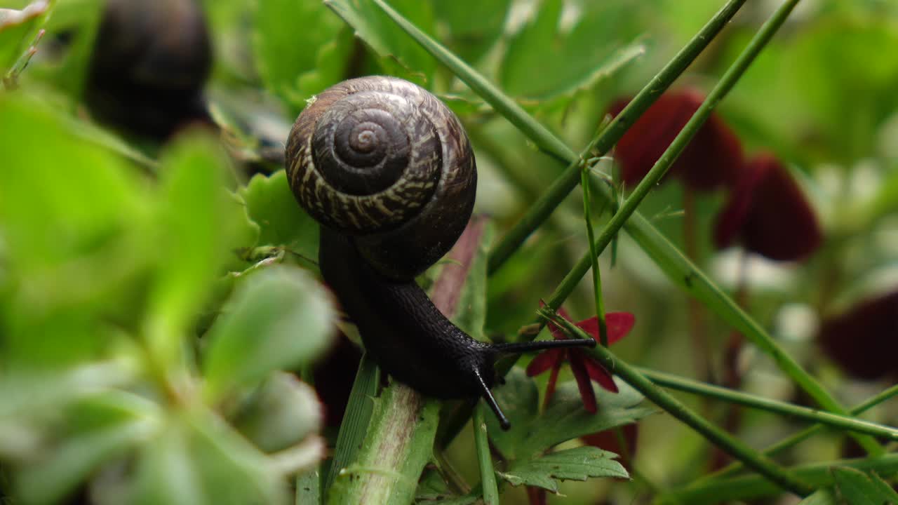 一个蜗牛在一片绿叶上滑行的特写镜头视频素材