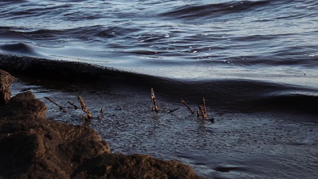 近海的石油污染，生态。视频素材