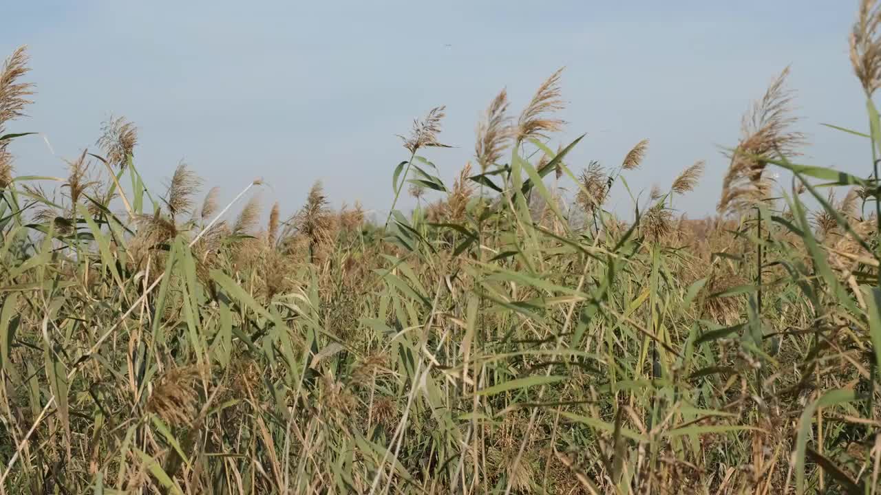 芦苇，芦苇在风中摇曳，秋天视频素材