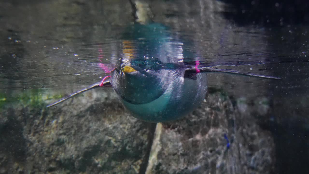 企鹅漂浮在栖息地的水面上，其他企鹅也跳入水中视频素材