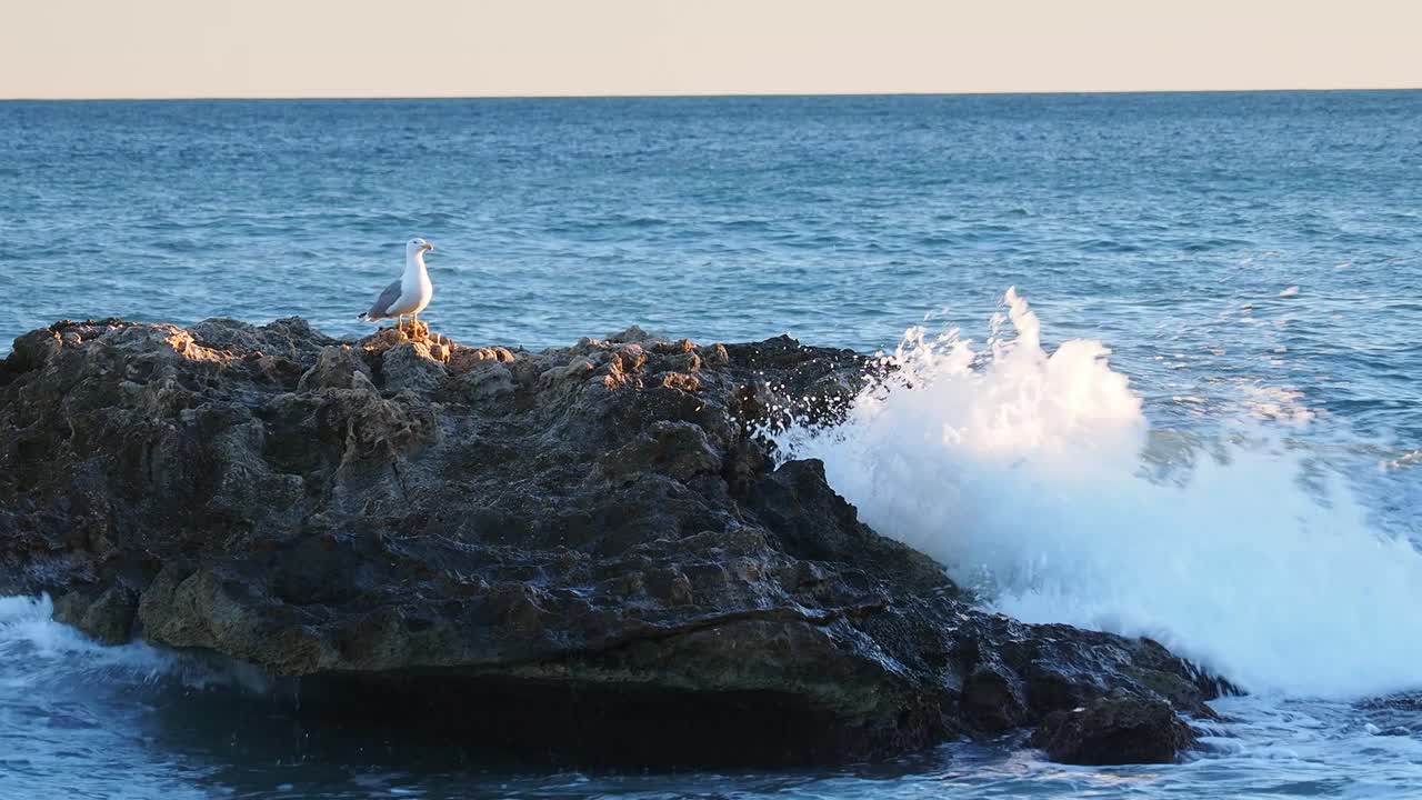 海鸥栖息在大海中央的一块岩石上。视频素材