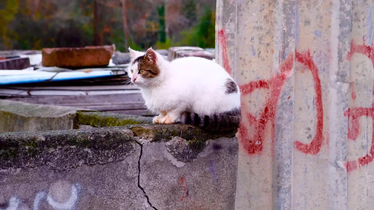 土耳其伊斯坦布尔的流浪猫画像视频素材