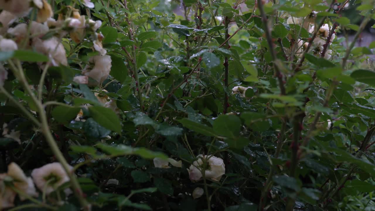 美丽的玫瑰花园与雨滴。美丽的鲜花在夏日花园中盛开。浇花,雨视频素材