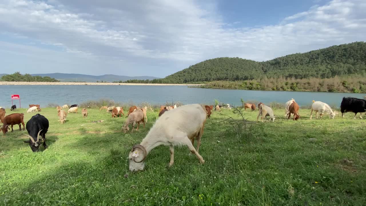 吃草的山羊视频素材