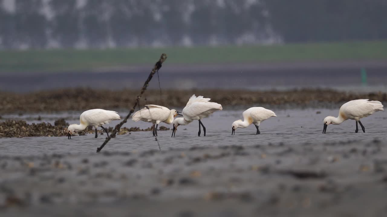 成年spoalea leucorodia琵鹭(Platalea leucorodia)夏季在泥滩上觅食视频素材