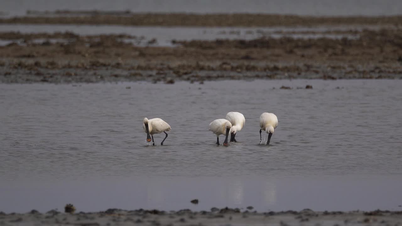 成年spoalea leucorodia琵鹭(Platalea leucorodia)夏季在泥滩上觅食视频素材