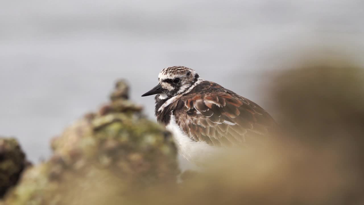 一个Turnstone (Arenaria翻译)站在水边视频素材