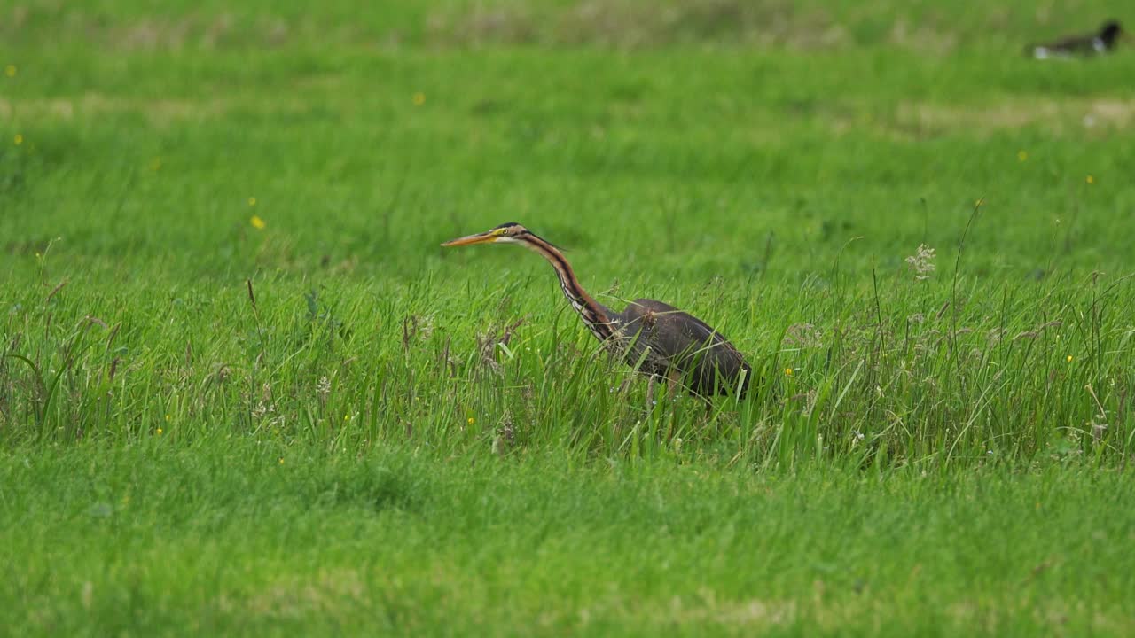 紫鹭(Ardea purpurea)在田野里觅食视频素材