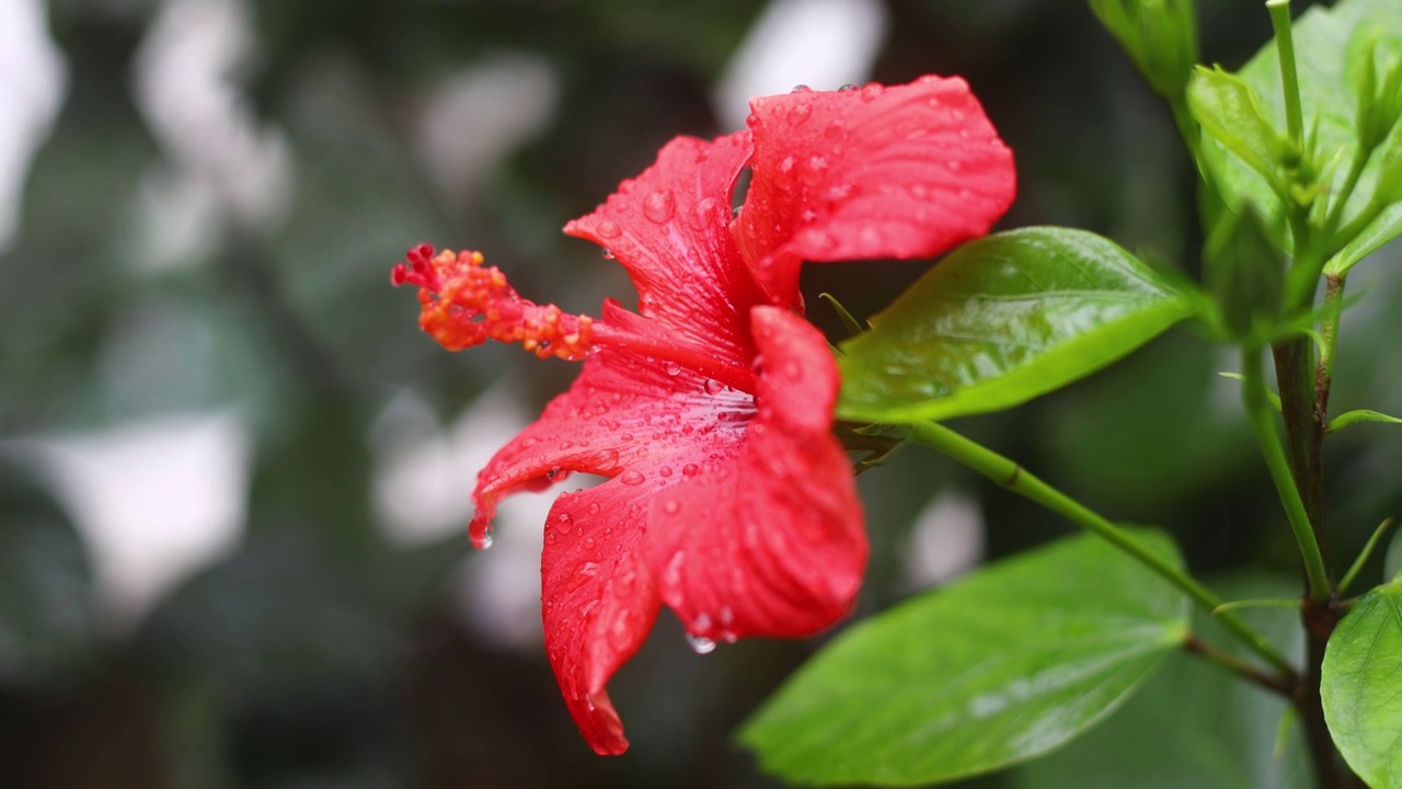 秋天的花和雨滴。有选择性的重点。视频素材