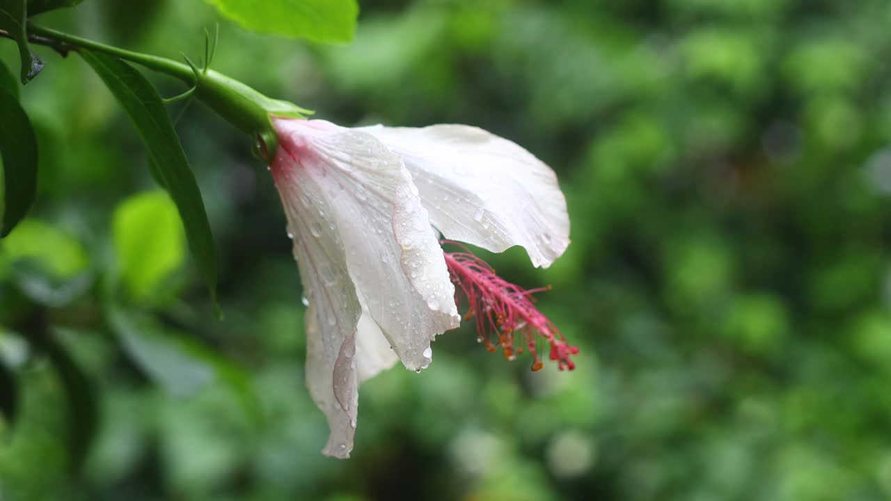 秋天的花和雨滴。有选择性的重点。视频素材