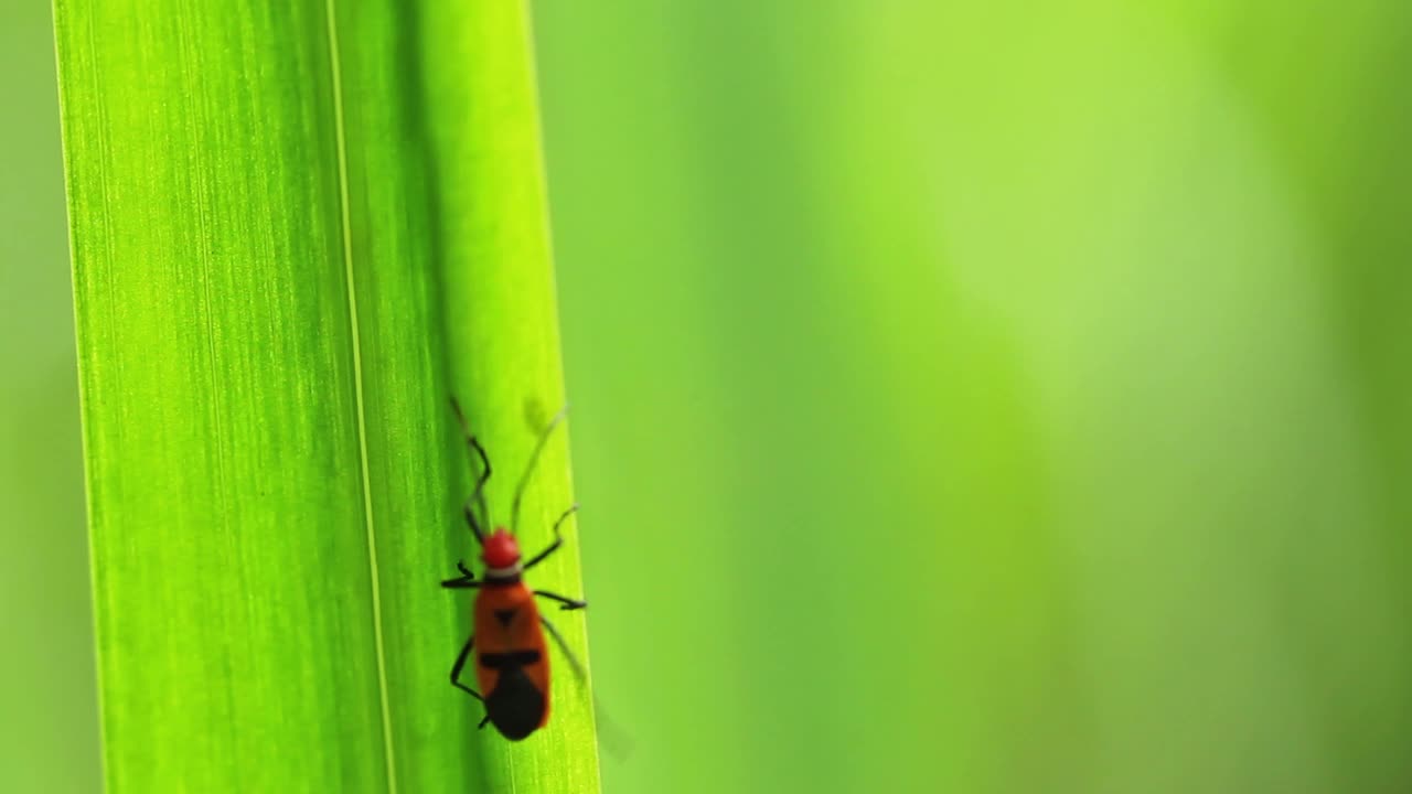 寄生于一种叫做Corizus hyoscyami的物种栖息在黄色的鸢尾花叶片上，在风中摇摆视频素材